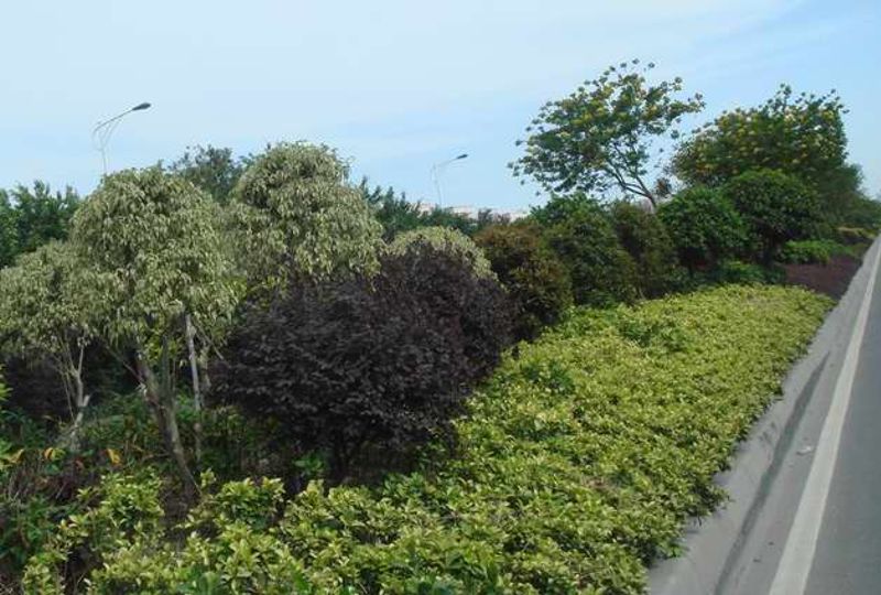 泰山路中央绿道